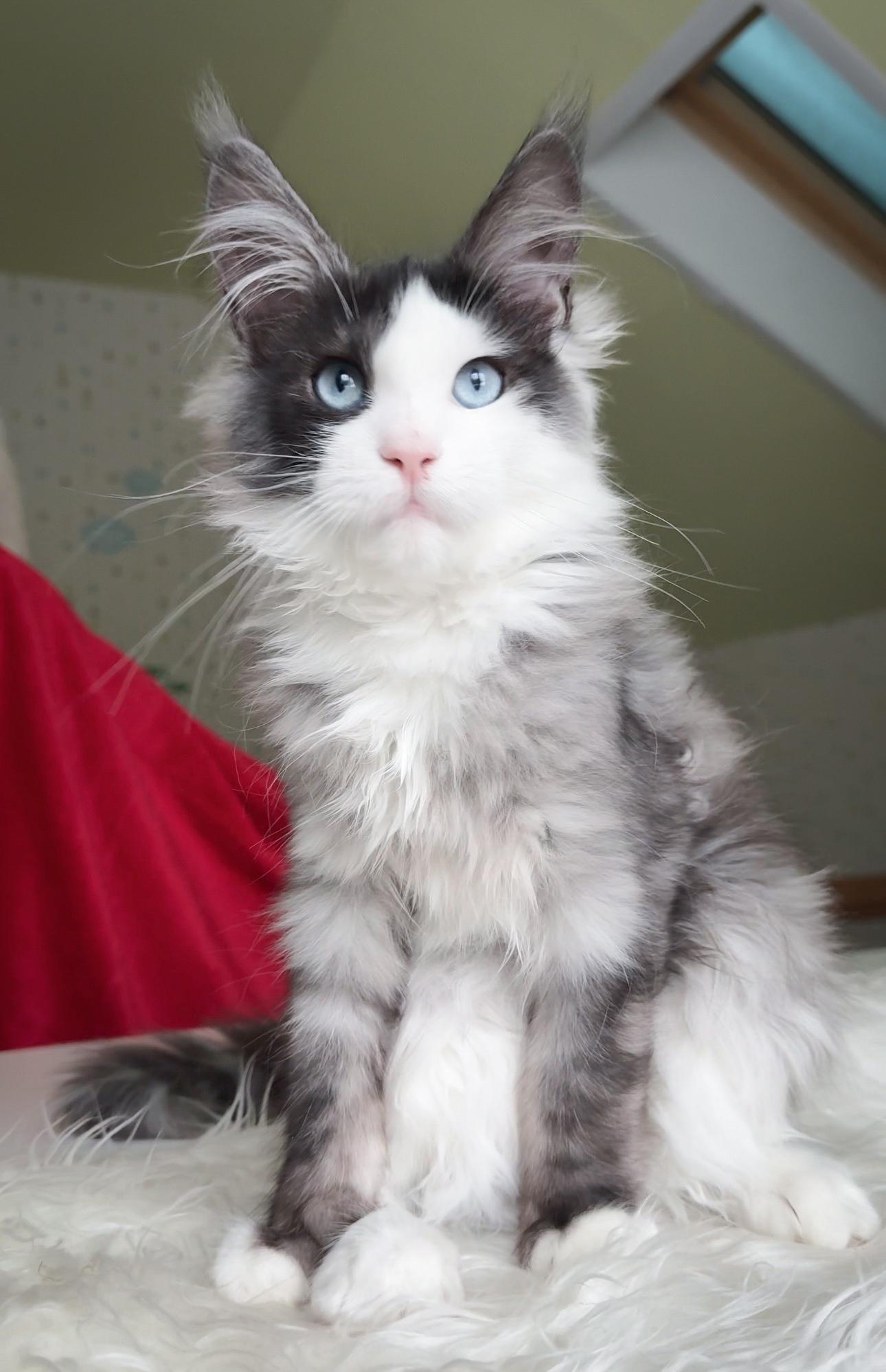 Giant European Maine Coon Kitten Bloo - Blue Bi-Color
