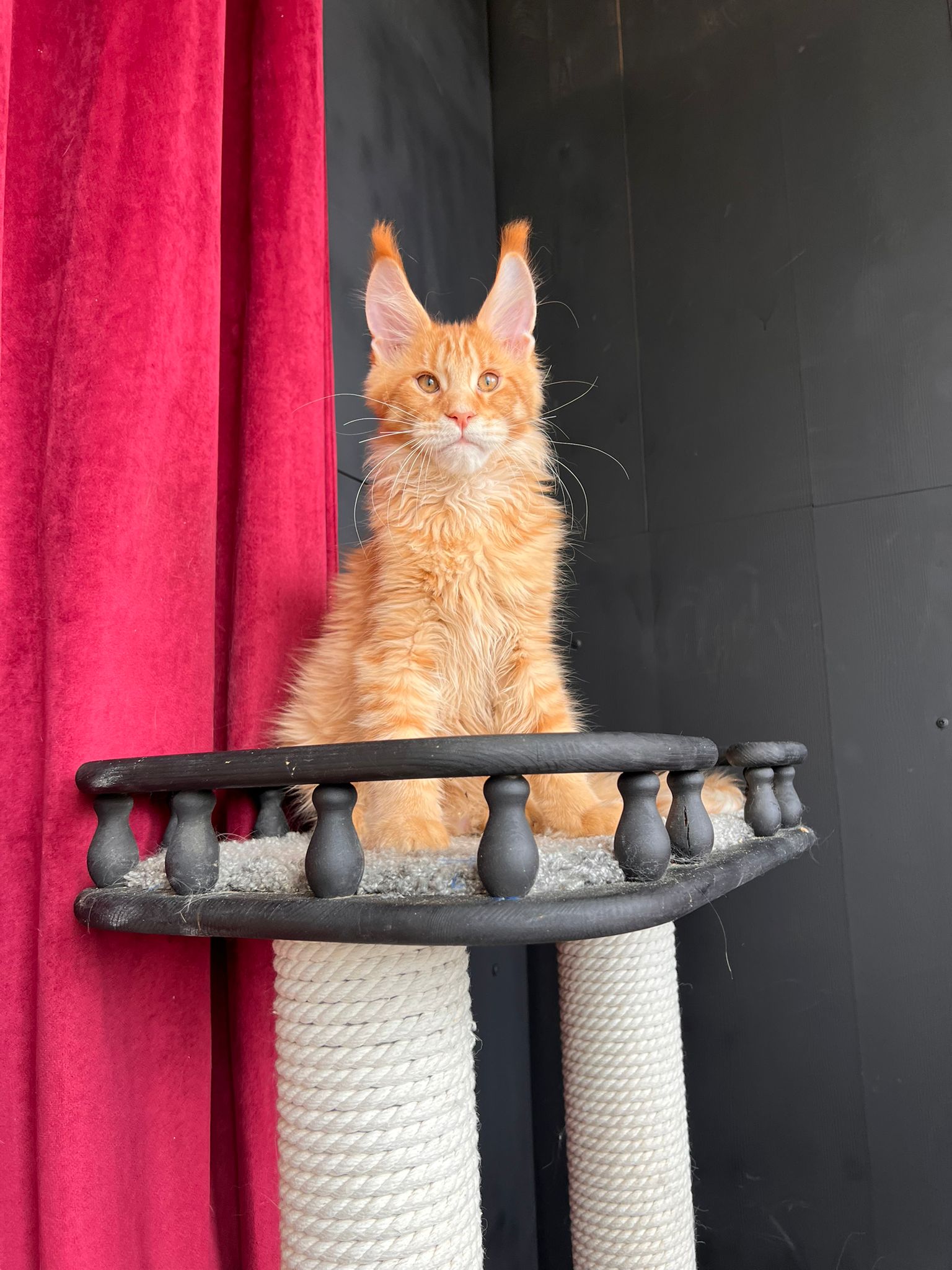 Giant European Maine Coon Kitten Garfield - Red Tabby