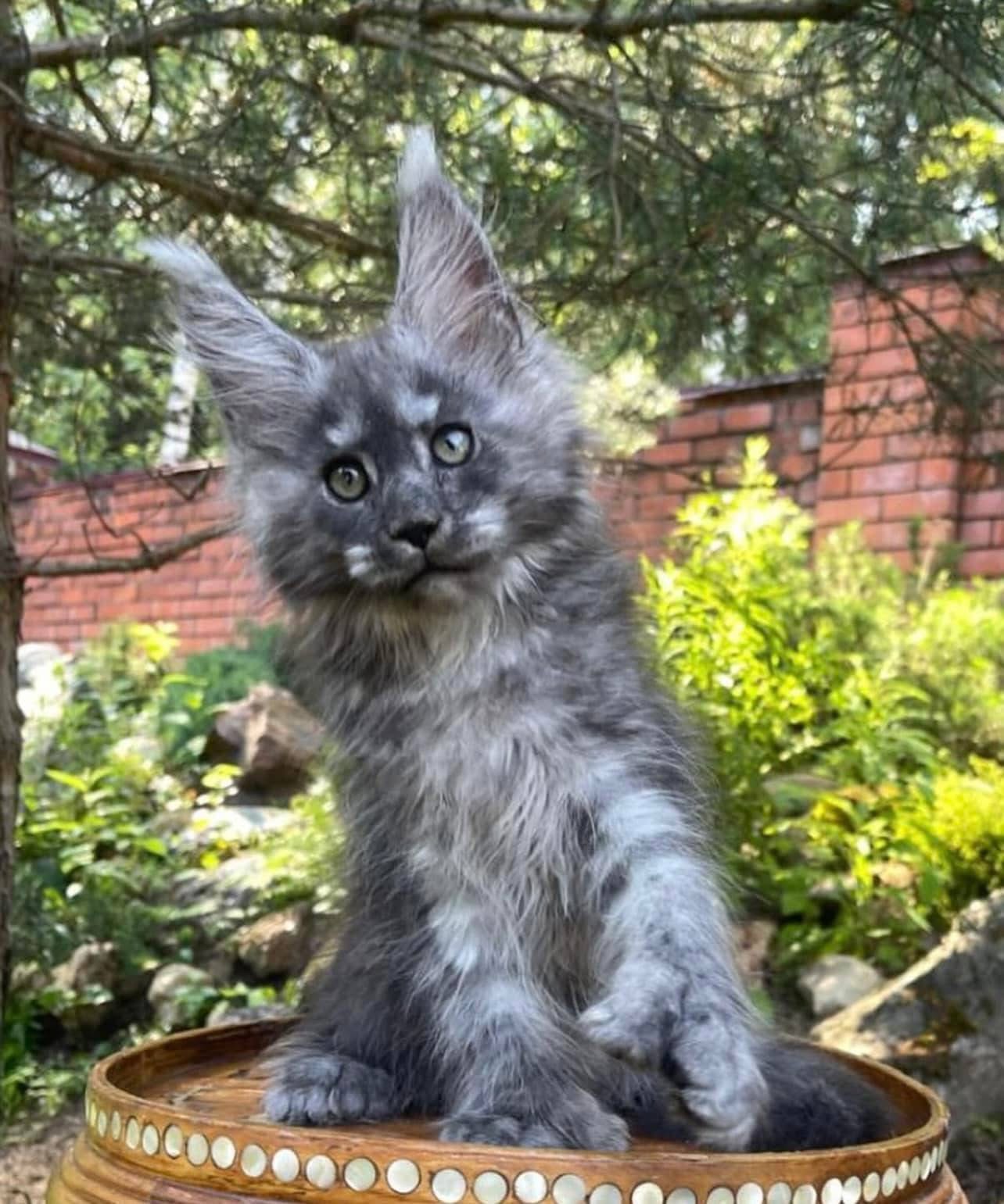 Blue Smoke Maine Coon kitten sitting upright