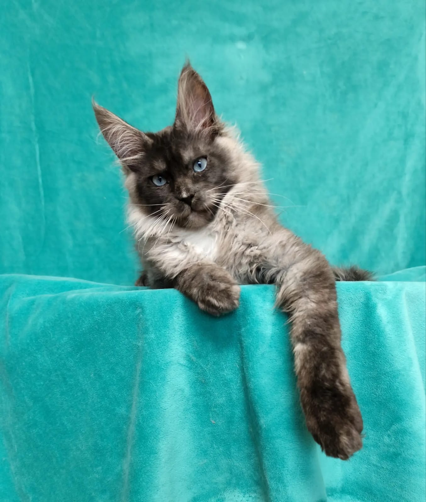 Giant European Maine Coon Kitten Lorde - Black Smoke